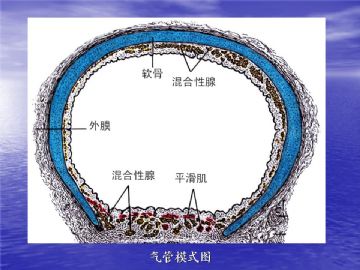 组织胚胎学-呼吸系统（图片）图4