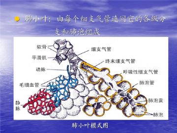 组织胚胎学-呼吸系统（图片）图12