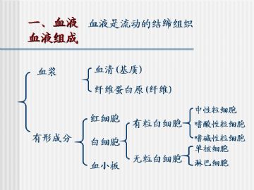 组织胚胎学-血液及造血组织（图片）图2