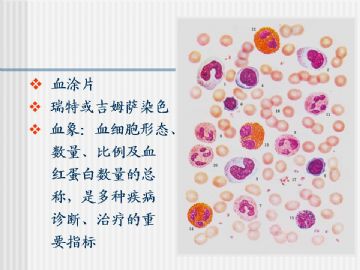 组织胚胎学-血液及造血组织（图片）图4