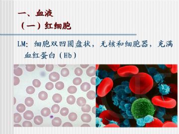 组织胚胎学-血液及造血组织（图片）图6