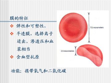 组织胚胎学-血液及造血组织（图片）图8