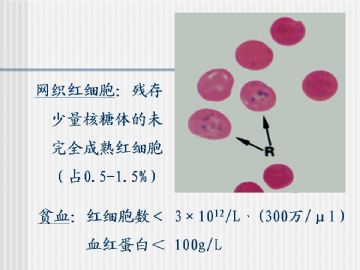 组织胚胎学-血液及造血组织（图片）图9