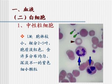 组织胚胎学-血液及造血组织（图片）图10