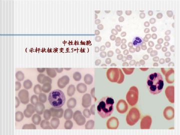 组织胚胎学-血液及造血组织（图片）图12