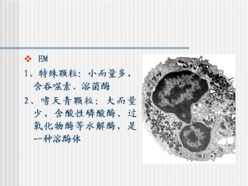 组织胚胎学-血液及造血组织（图片）图13