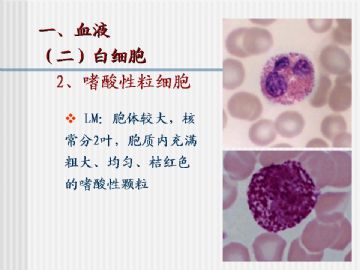 组织胚胎学-血液及造血组织（图片）图15