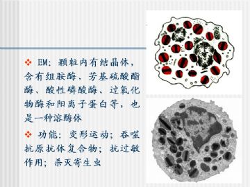 组织胚胎学-血液及造血组织（图片）图16