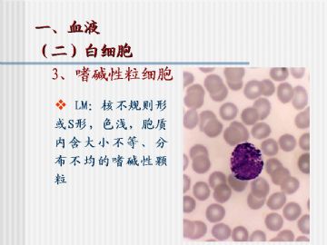 组织胚胎学-血液及造血组织（图片）图17