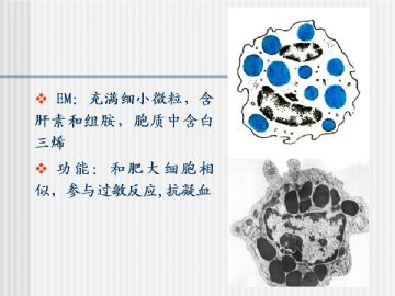 组织胚胎学-血液及造血组织（图片）图18