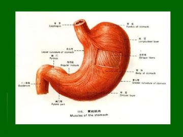 胃粘膜组织学图8