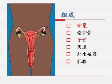 组织胚胎学-女性生殖系统（图片）图2