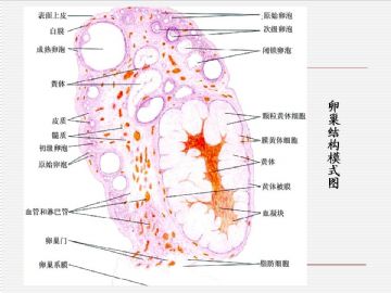 组织胚胎学-女性生殖系统（图片）图5