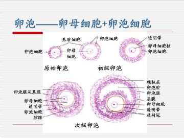 组织胚胎学-女性生殖系统（图片）图6