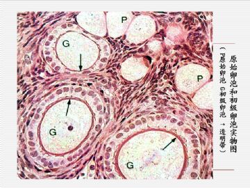 组织胚胎学-女性生殖系统（图片）图7