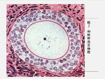 组织胚胎学-女性生殖系统（图片）图11