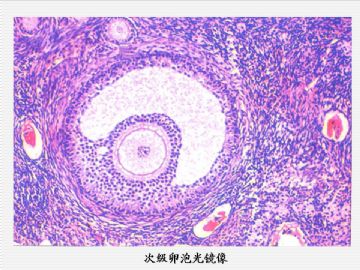 组织胚胎学-女性生殖系统（图片）图12