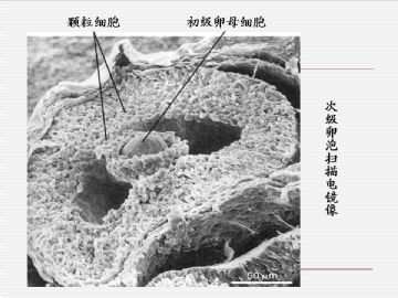 组织胚胎学-女性生殖系统（图片）图14