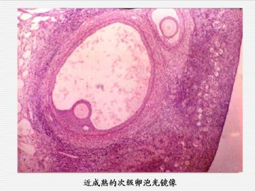 组织胚胎学-女性生殖系统（图片）图15