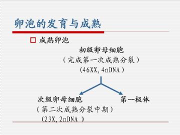 组织胚胎学-女性生殖系统（图片）图16