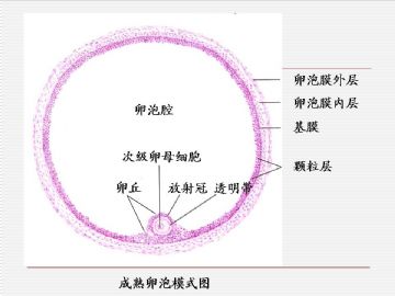 组织胚胎学-女性生殖系统（图片）图17