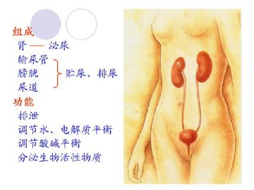 组织胚胎学-泌尿系统（图片）图2