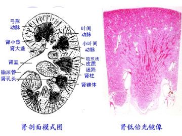 组织胚胎学-泌尿系统（图片）图3