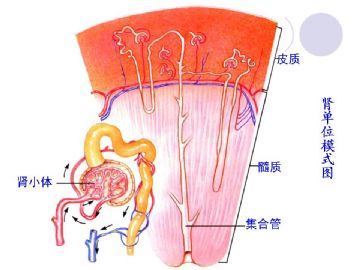 组织胚胎学-泌尿系统（图片）图5