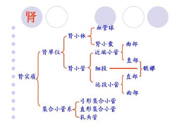 组织胚胎学-泌尿系统（图片）图6