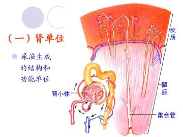 组织胚胎学-泌尿系统（图片）图7