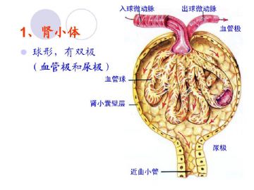 组织胚胎学-泌尿系统（图片）图8