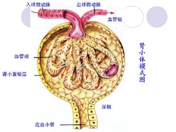 组织胚胎学-泌尿系统（图片）图10