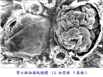 组织胚胎学-泌尿系统（图片）图12