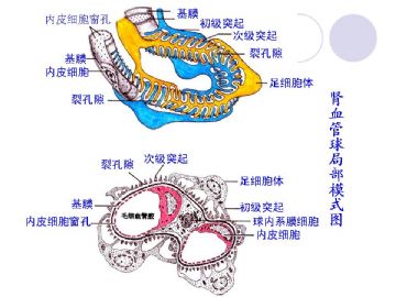 组织胚胎学-泌尿系统（图片）图16