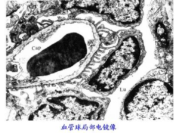 组织胚胎学-泌尿系统（图片）图17