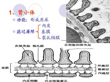 组织胚胎学-泌尿系统（图片）图18