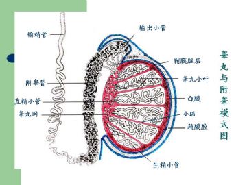 组织胚胎学-男性生殖系统（图片）图4