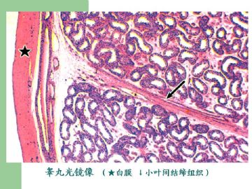 组织胚胎学-男性生殖系统（图片）图7