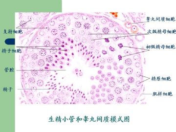 组织胚胎学-男性生殖系统（图片）图8