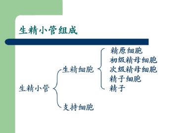 组织胚胎学-男性生殖系统（图片）图10