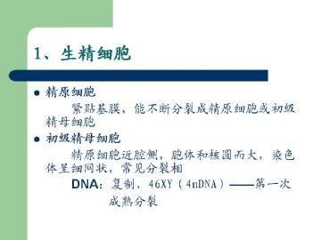 组织胚胎学-男性生殖系统（图片）图14