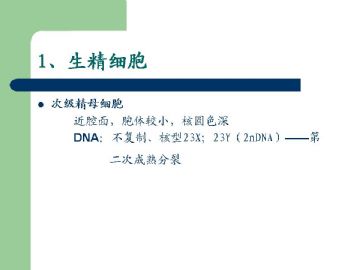 组织胚胎学-男性生殖系统（图片）图16