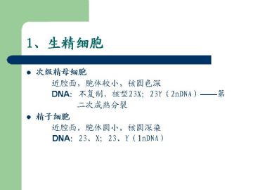 组织胚胎学-男性生殖系统（图片）图18