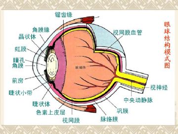 组织胚胎学-眼和耳（图片）图3