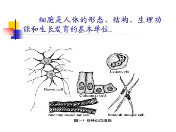 组织胚胎学-细胞(图片)图2
