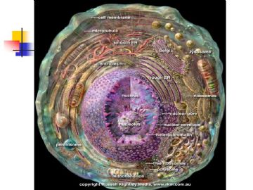 组织胚胎学-细胞(图片)图4