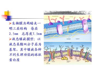 组织胚胎学-细胞(图片)图7