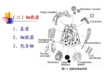 组织胚胎学-细胞(图片)图10