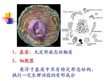 组织胚胎学-细胞(图片)图11