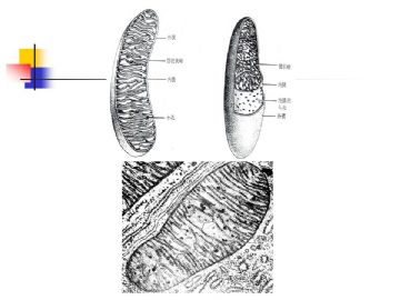 组织胚胎学-细胞(图片)图12